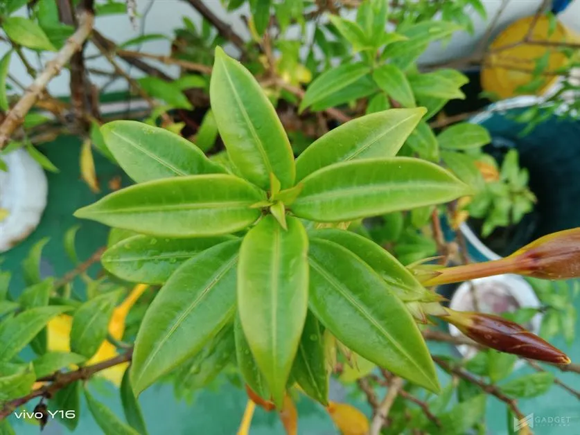 vivo Y16 Camera (18)