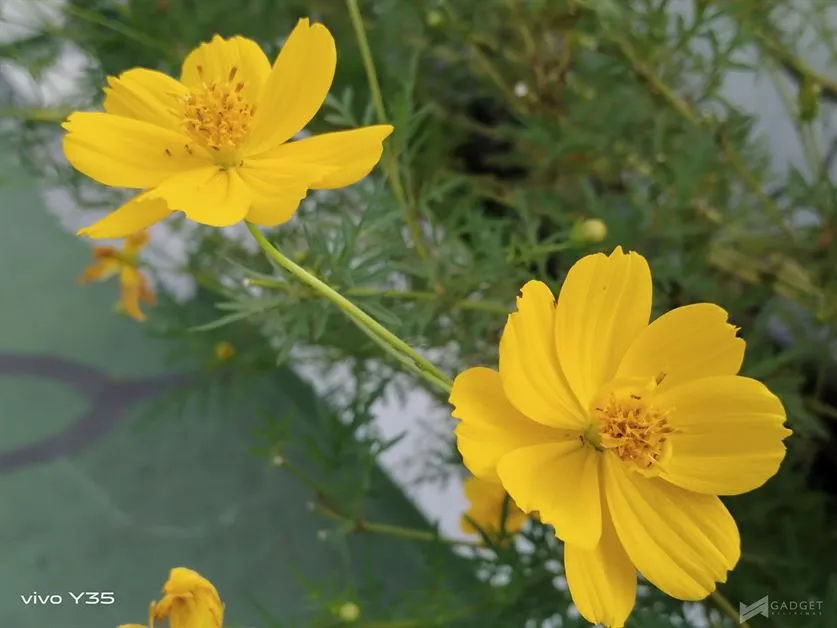 vivo Y35 Camera Sample (48)