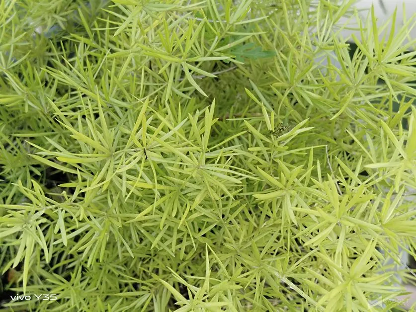 vivo Y35 Camera Sample (50)