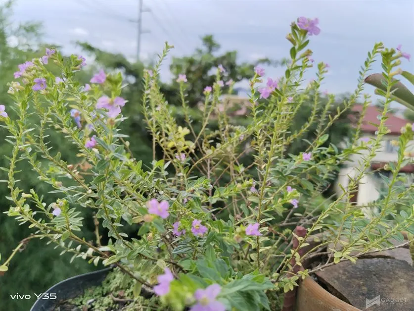 vivo Y35 Camera Sample (70)