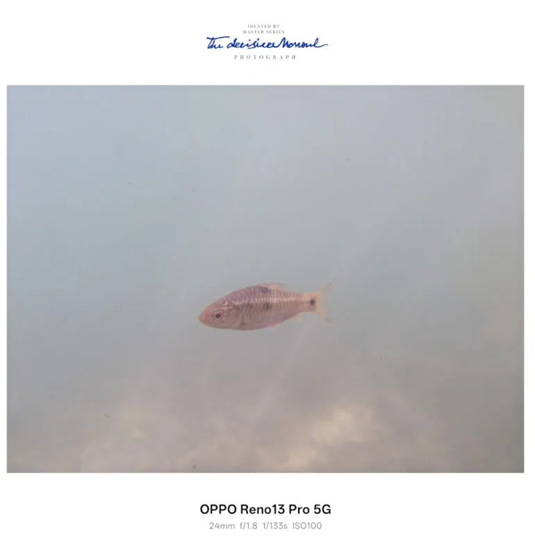 OPPO Reno13 Pro 5G Underwater Photography Mode Sample 4
