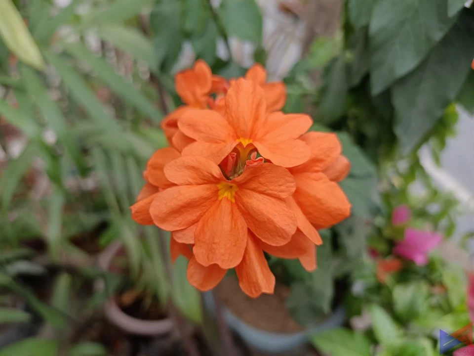 Reno3 Camera Sample (5)