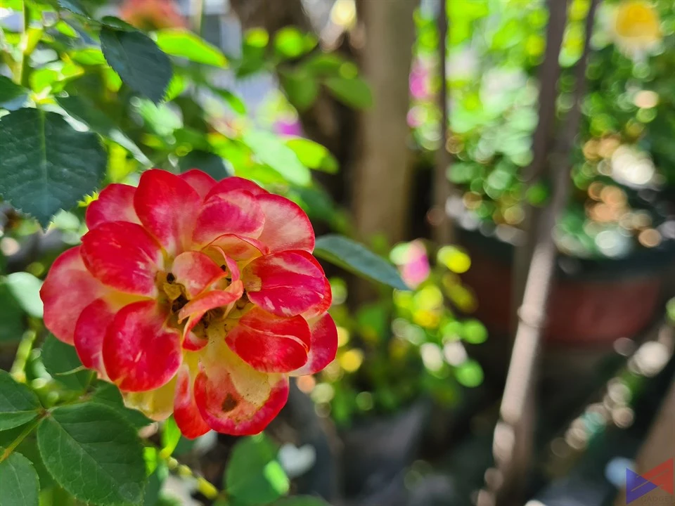S20+ Camera Sample (15)