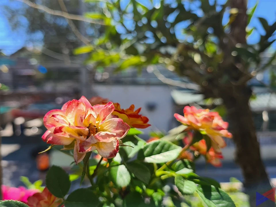 S20+ Camera Sample (17)