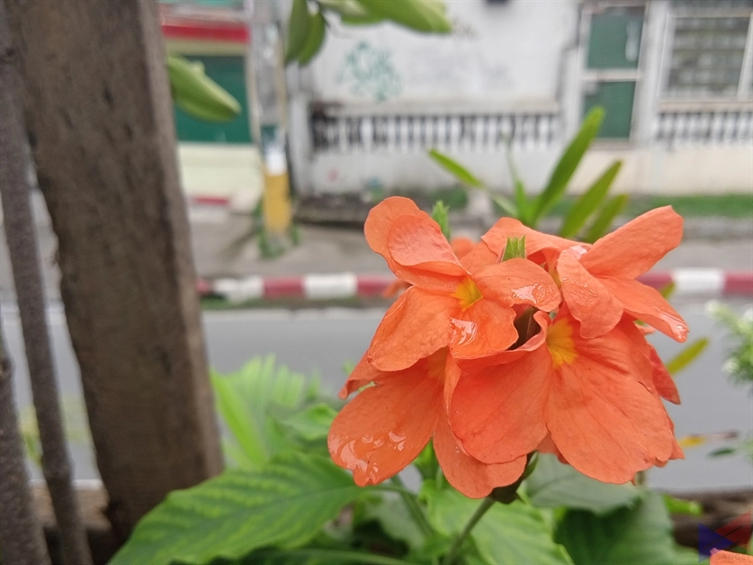 realme C11 Camera Sample (12)