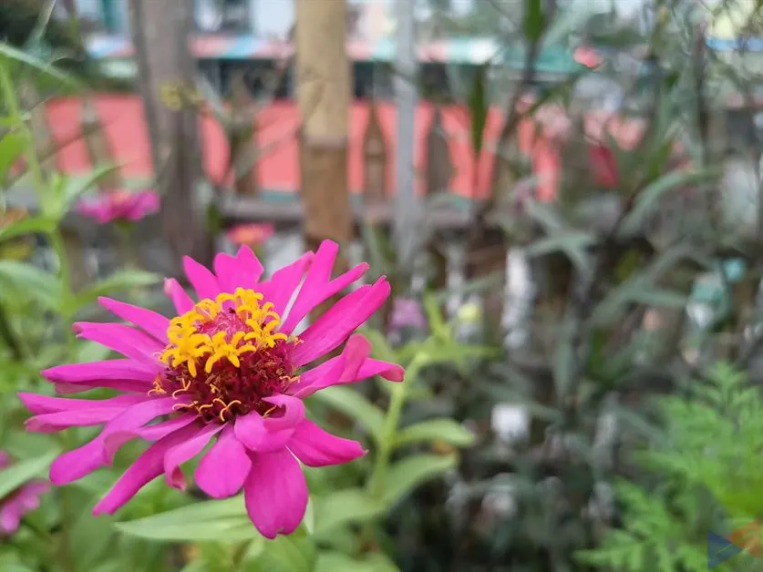 realme 7 review - camera (16)