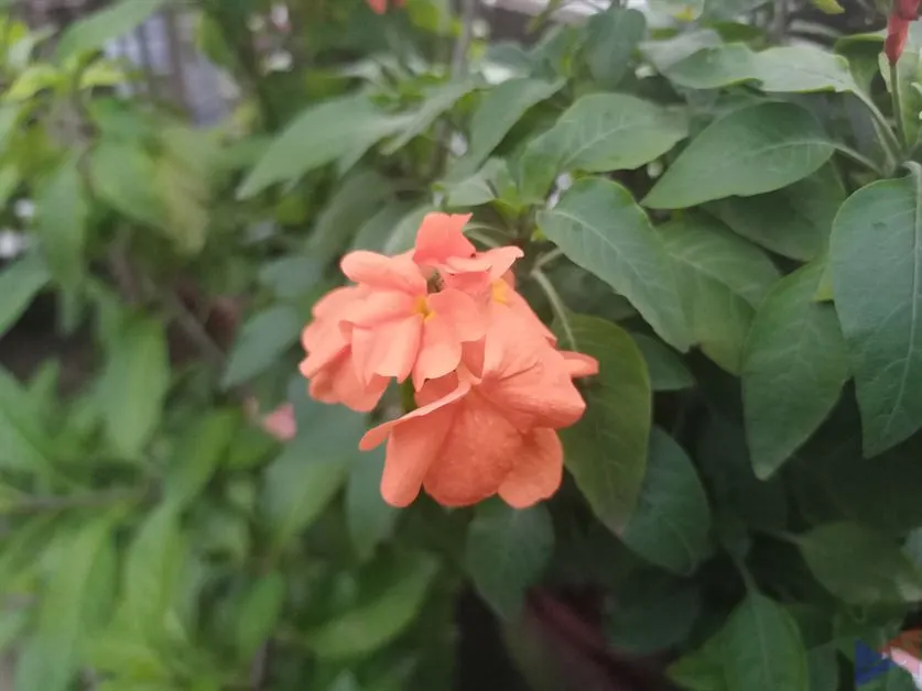 realme Narzo 20 Camera (1)