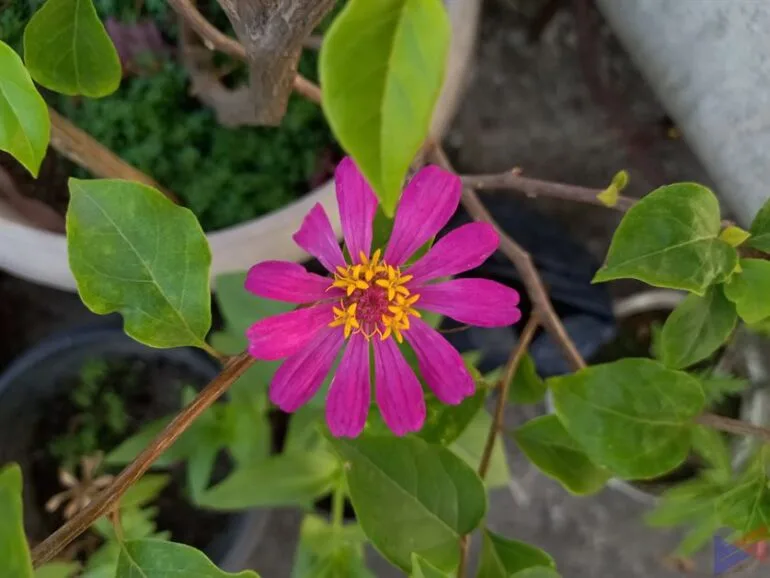 Samsung Galaxy A12 Camera