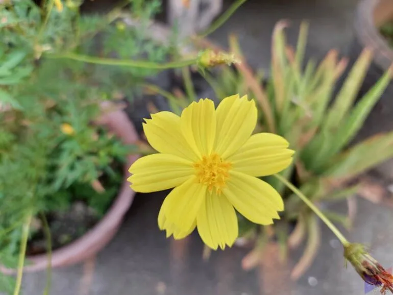 Galaxy A52 4G - Camera (3)