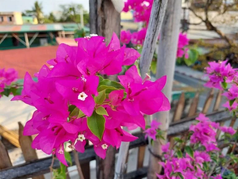 Galaxy A52 5G Camera (4)
