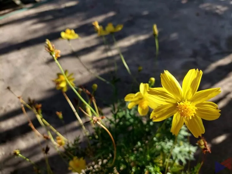 Galaxy A52 5G - Photo Comparison (3)