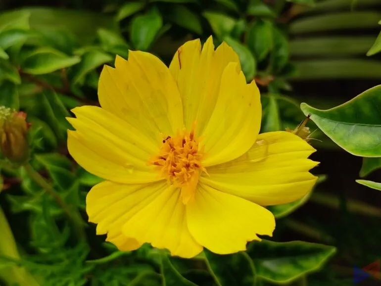 realme 8 Camera Sample (3)