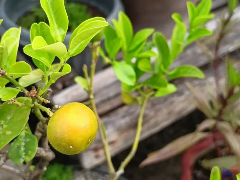 realme 8 Camera Sample (4)