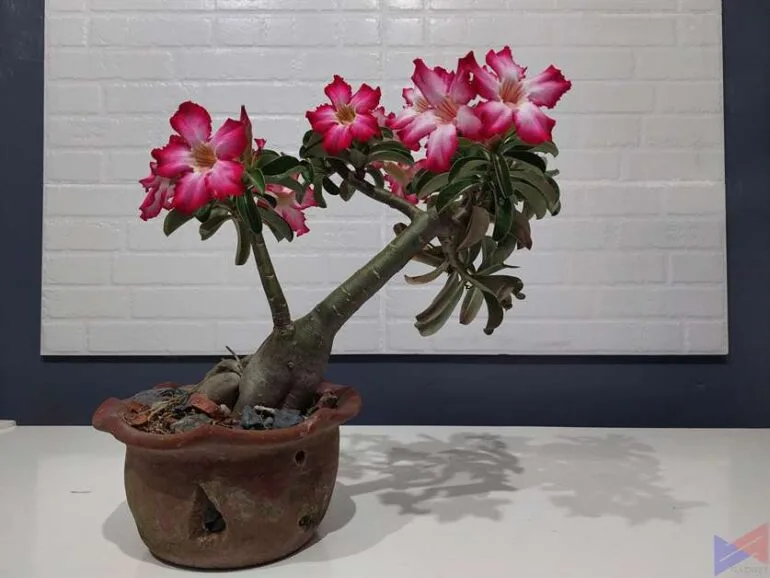 samsung galaxy A52 sample photos (1)