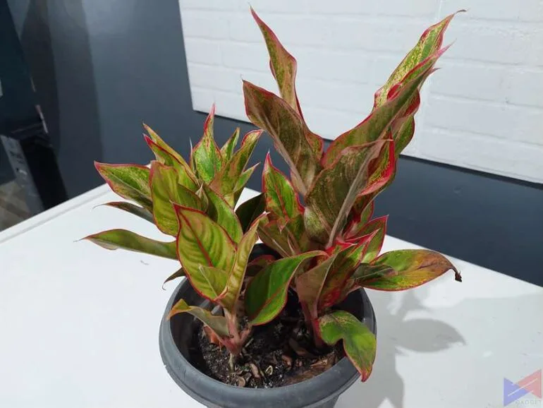 samsung galaxy A52 sample photos (4)