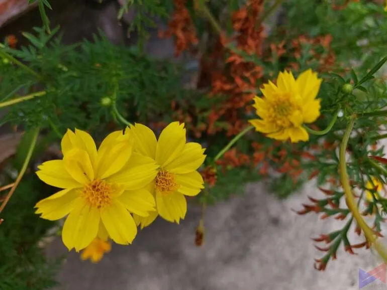 samsung galaxy A52 sample photos (8)