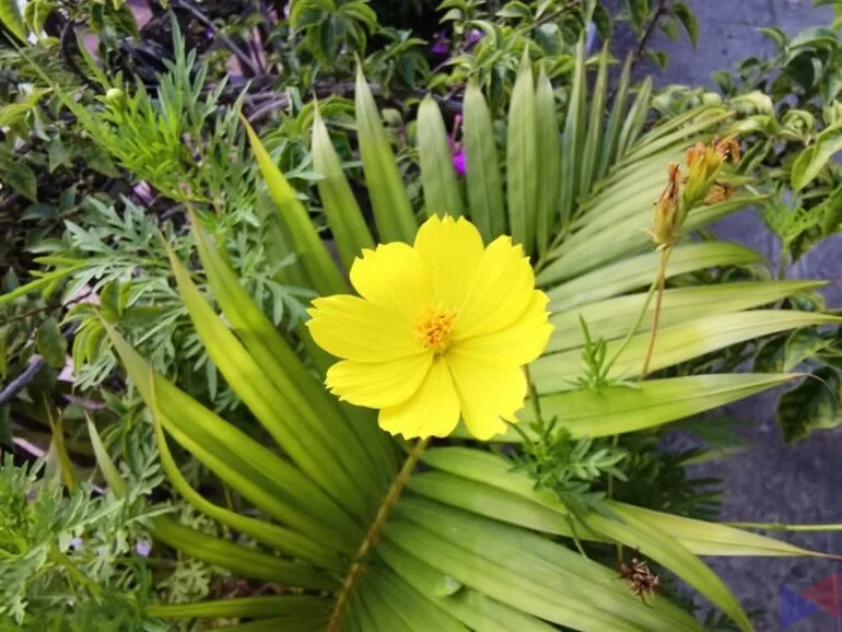 Huawei MatePad 2021 Camera Sample (1)