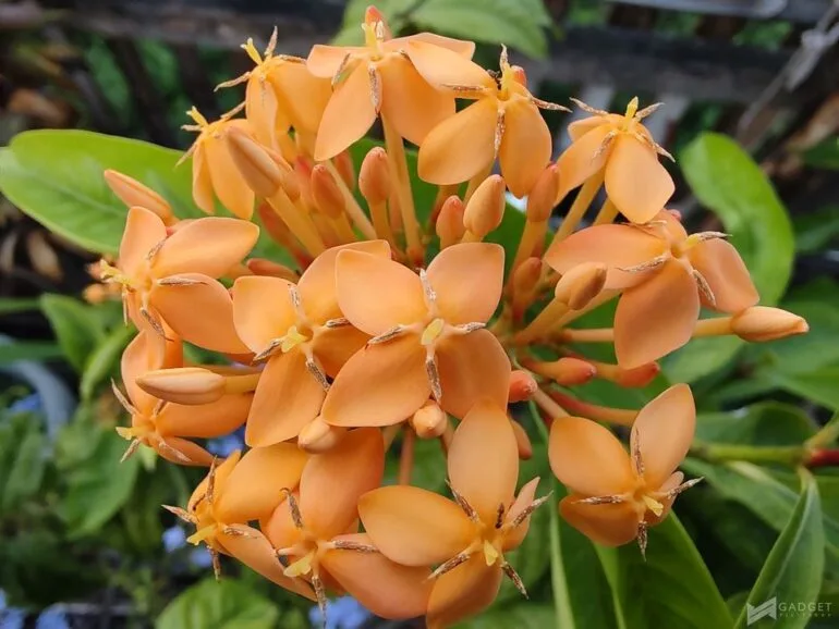 motorola edge 20 pro camera (31)