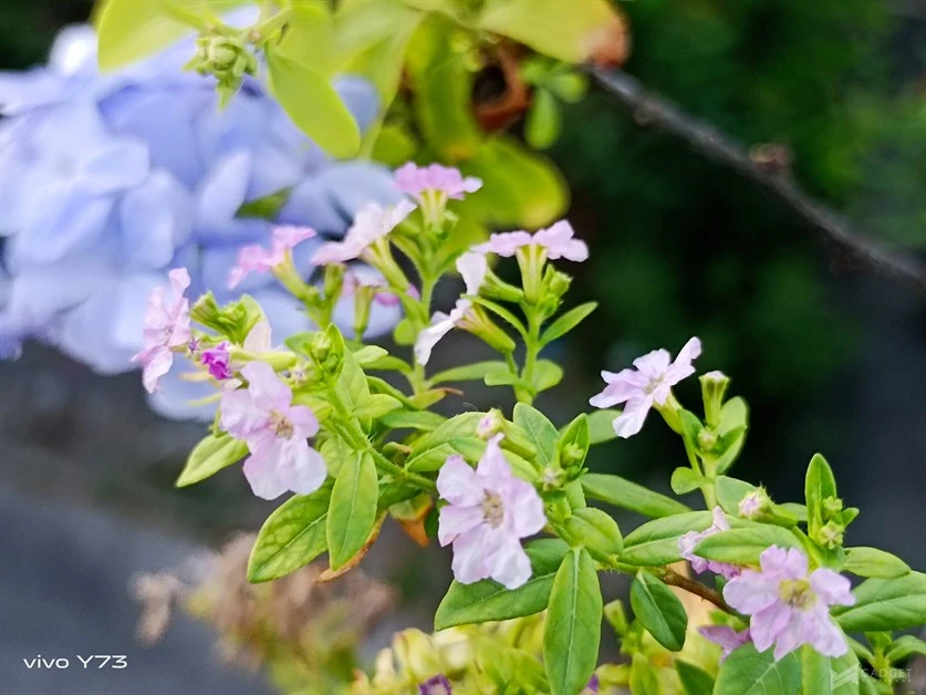 vivo y73 review camera (28)