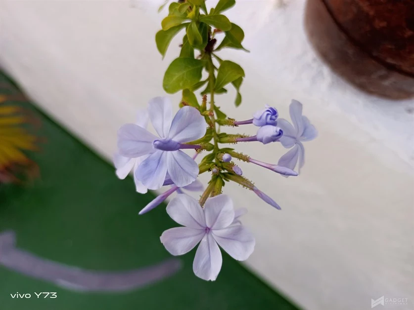 vivo y73 review camera (33)
