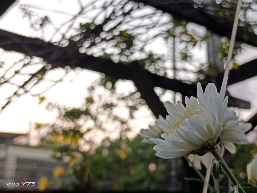 vivo y73 review camera (57)