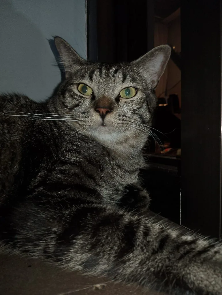realme C53 sample photo 5