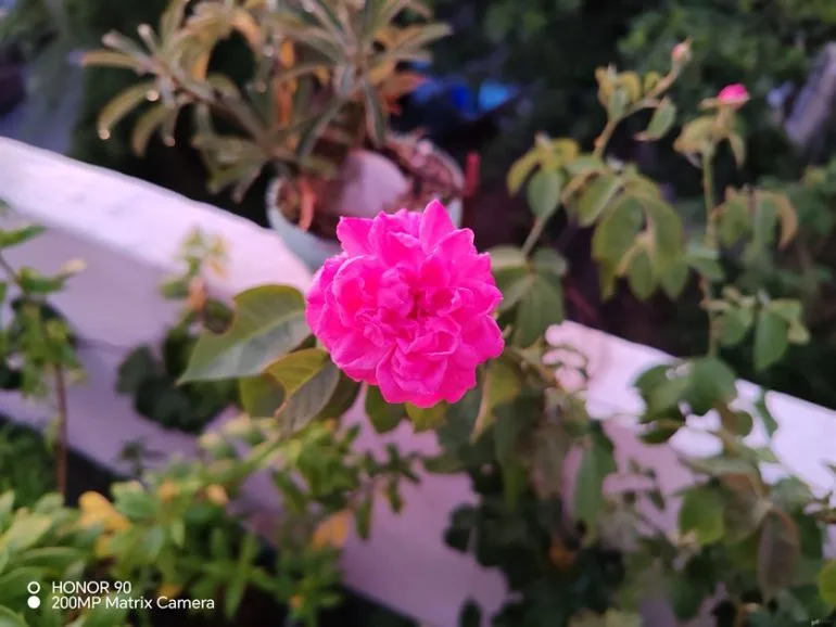HONOR 90 Review Camera (148)