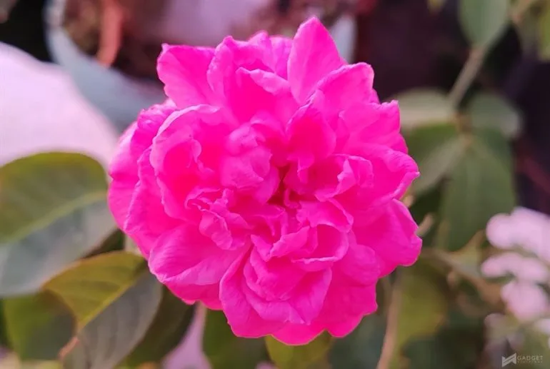 HONOR 90 Review Camera (155)