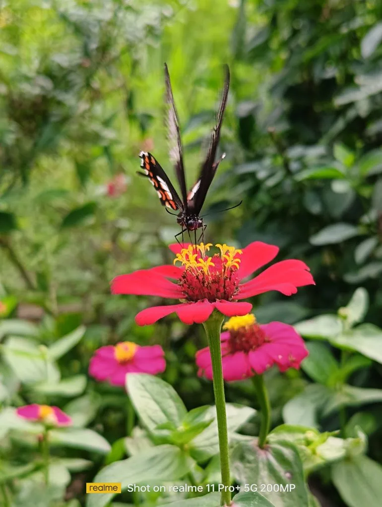 realme 11 Pro+, malagos