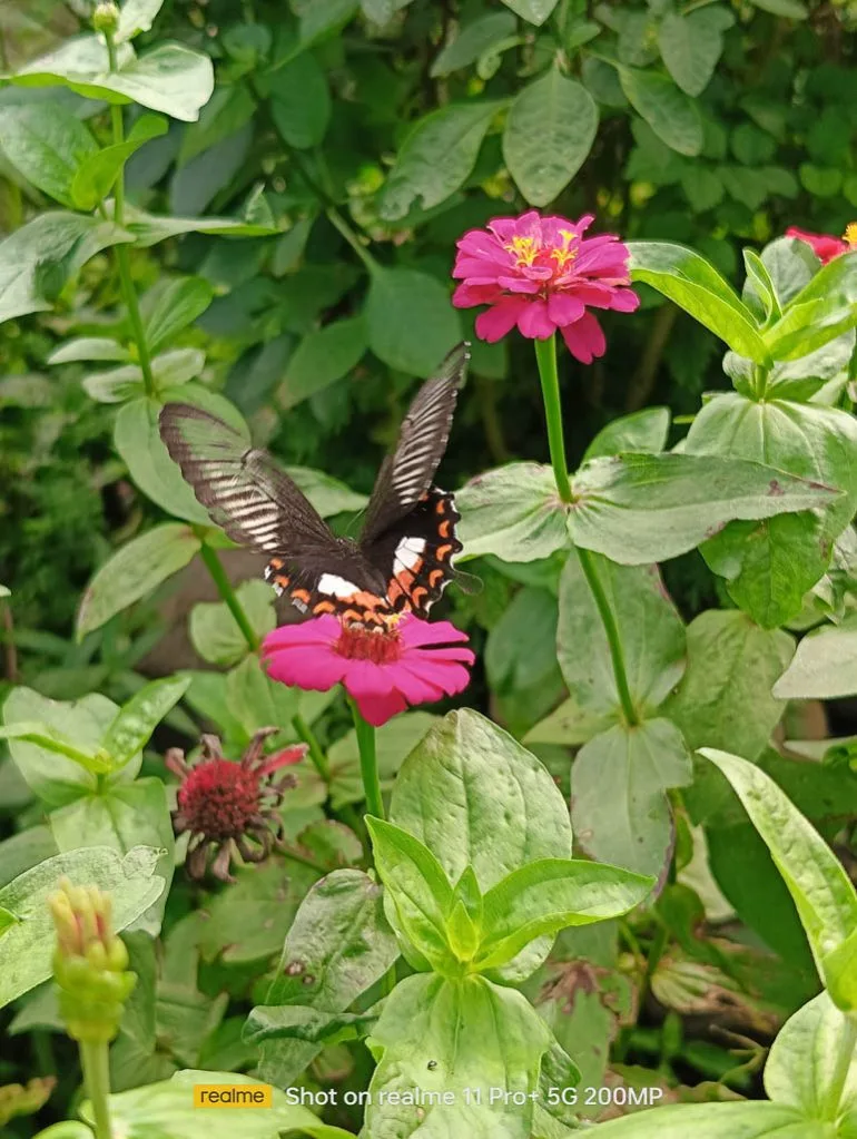 realme 11 Pro Malagos davao fanfest 14