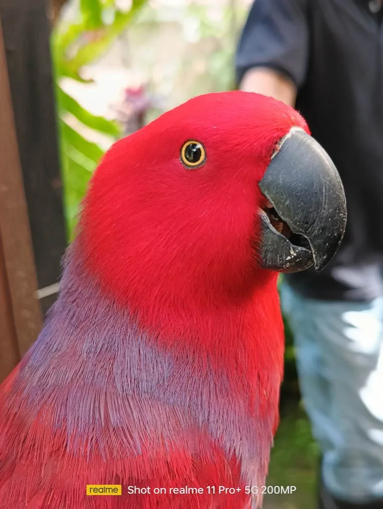 realme 11 Pro+, malagos