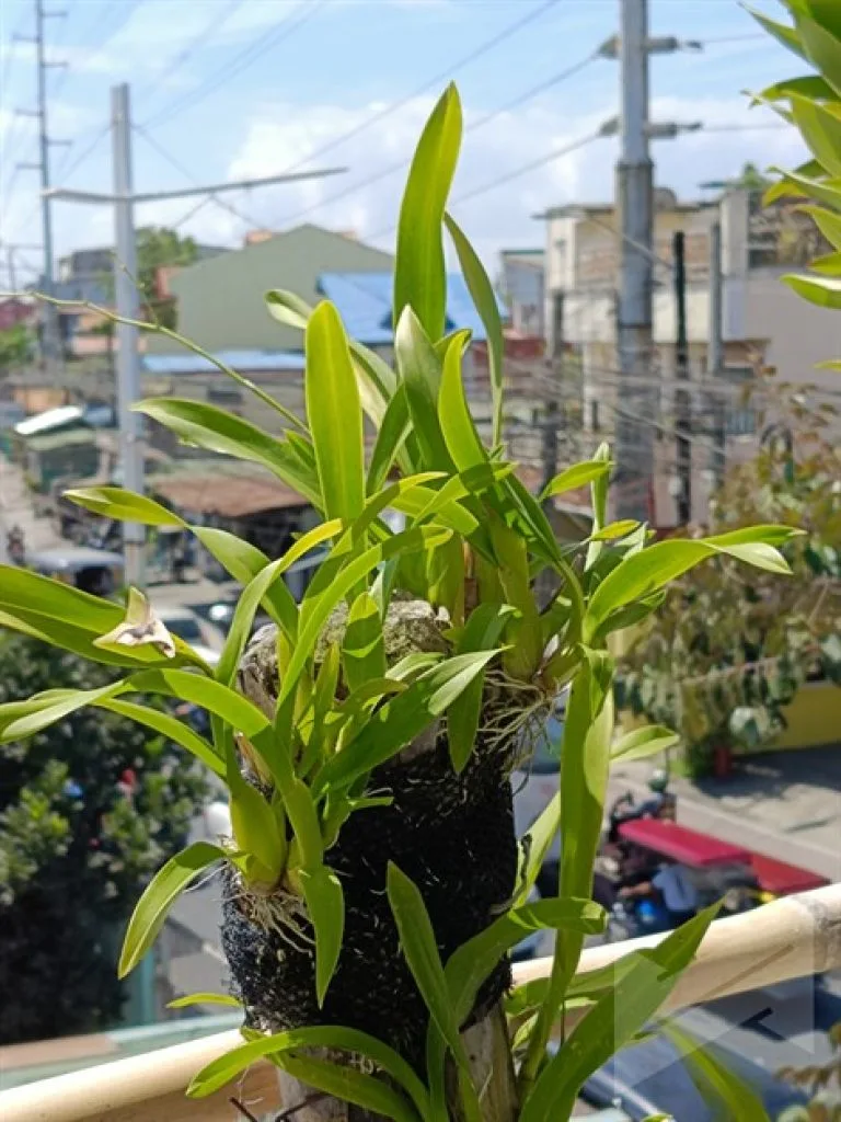 realme 12 Plus 5G Camera (12)