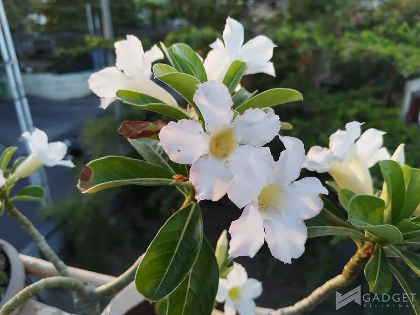 Huawei nova 12i Review Camera (27)