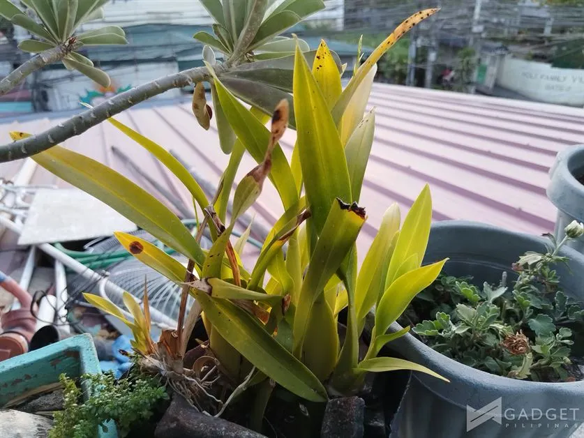 Huawei nova 12i Review Camera (28)