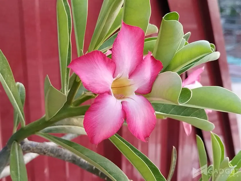 Huawei nova 12i Review Camera (6)