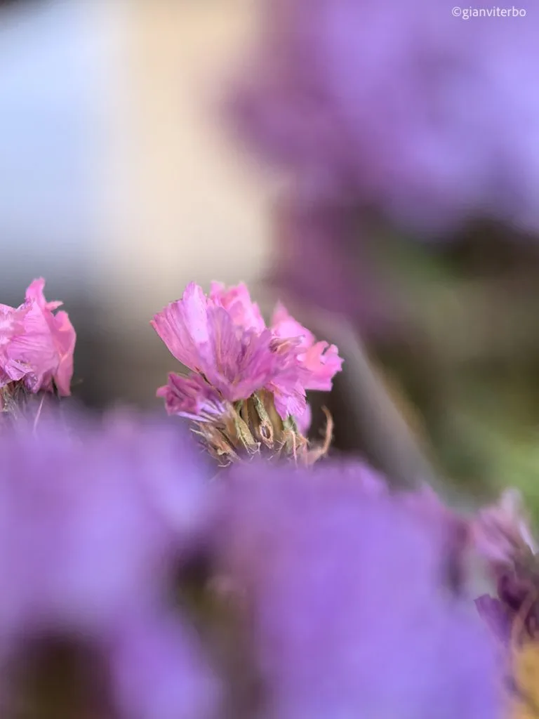 HUAWEI Pura 70 Pro Sample Photo