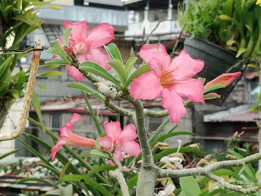 realme 13 Pro 5G Review Camera (46)