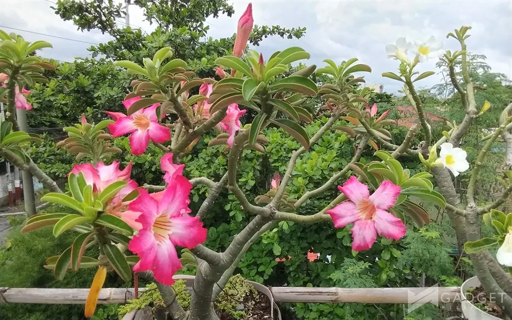 HONOR Pad X8b Review Camera (18)