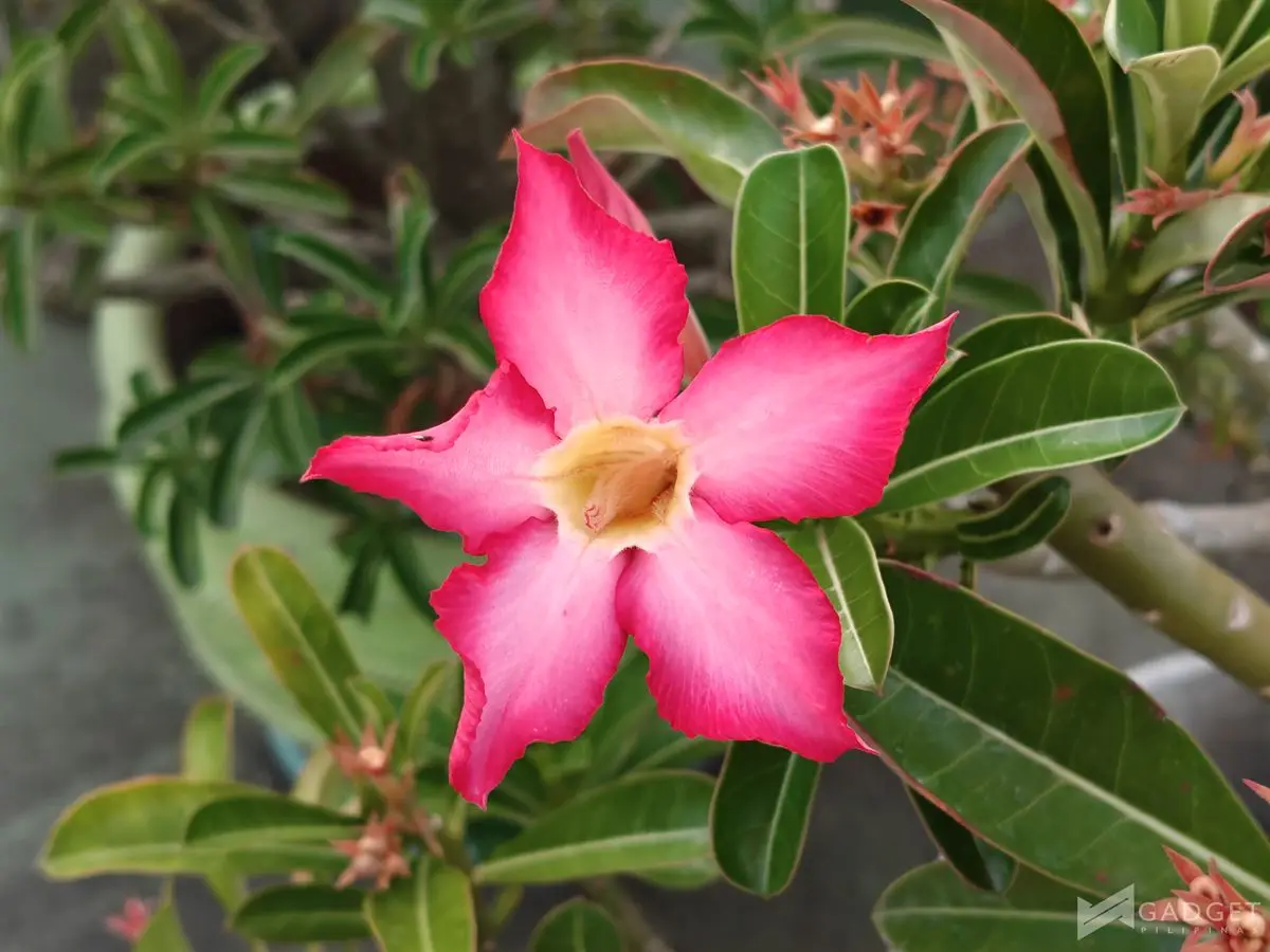 OnePlus Nord 6 Review Camera (35)